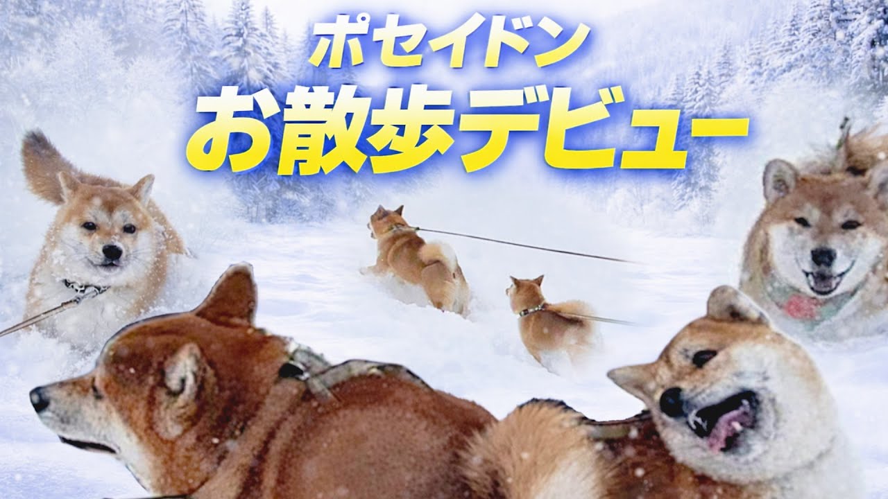 【散歩】武の兄貴分と知の弟分‼新雪の中を柴犬２匹で豪快散歩🐕