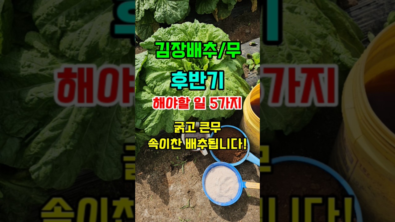 김장배추/무 수확전 꼭 해야할일 무가 굵어지고 속이꽉찬 단단한 배추가됩니다 #배추농사