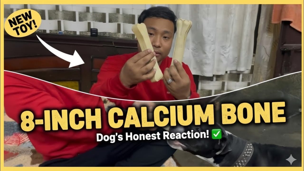 8-Inch Calcium Bone for my Dog! 🐕Best Calcium Bone for Large Dogs? 🦴 Honest Review & Reaction!
