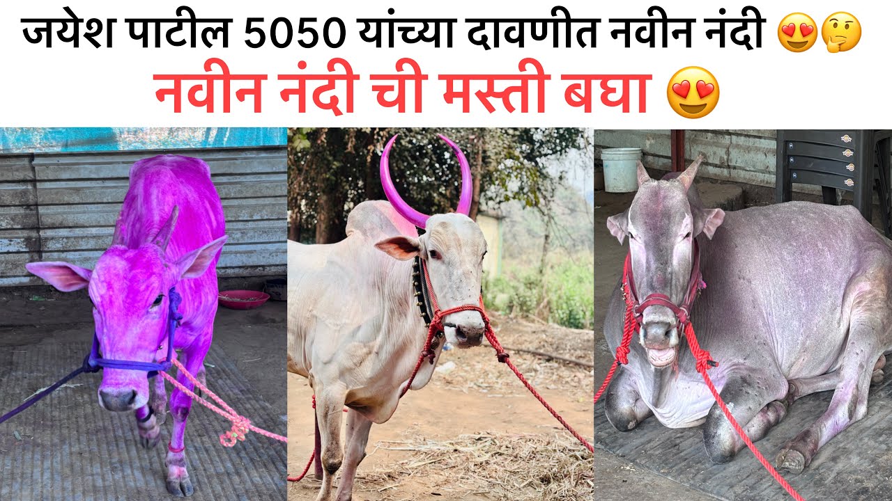 जयेश पाटील 5050 यांच्या दावणीत नवीन नंदी 🤔| नवीन नंदी ची मस्ती बघा 😍