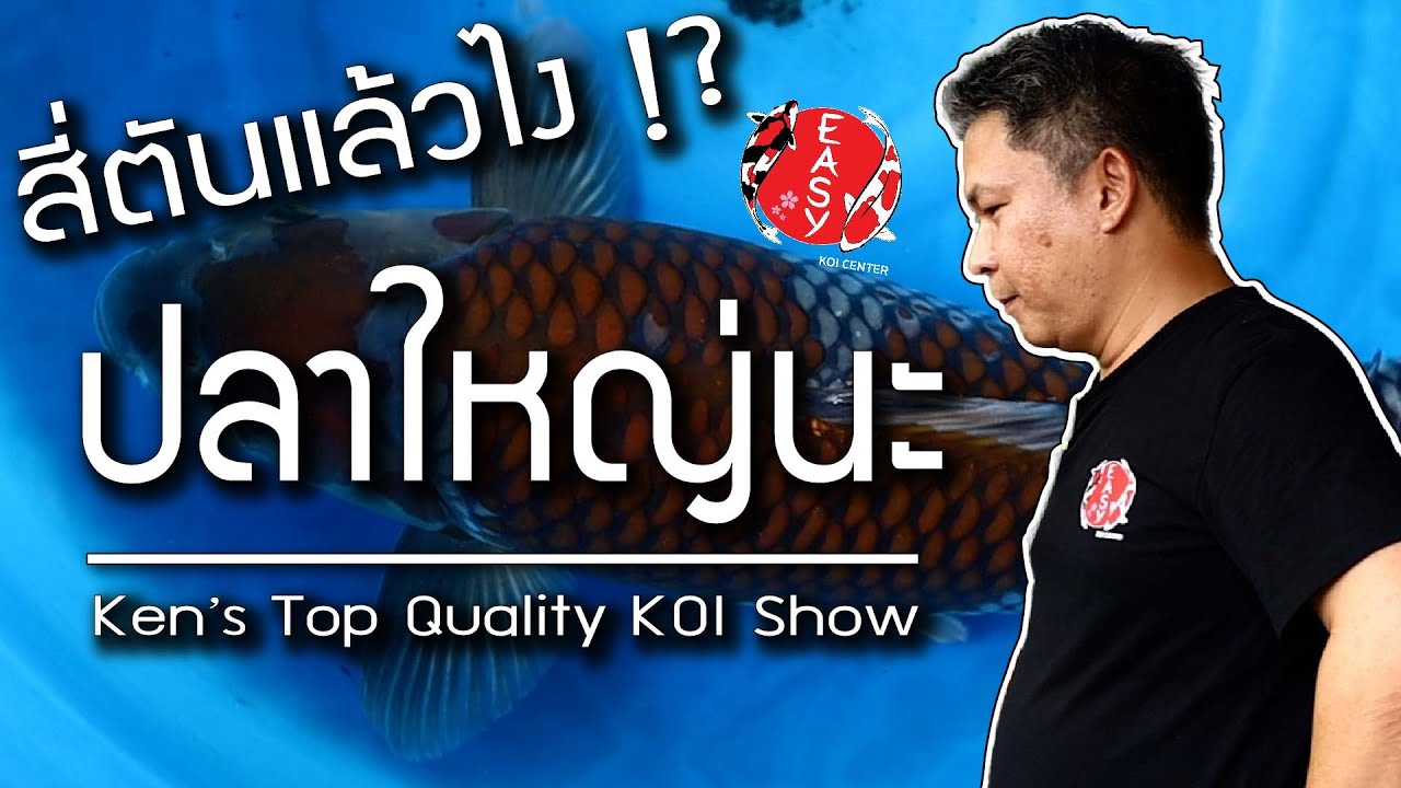 บ่อ 4 ตันที่เลี้ยงปลาได้ล่ำอย่างน่าปลื้มใจ  - Koi Talk EP.79