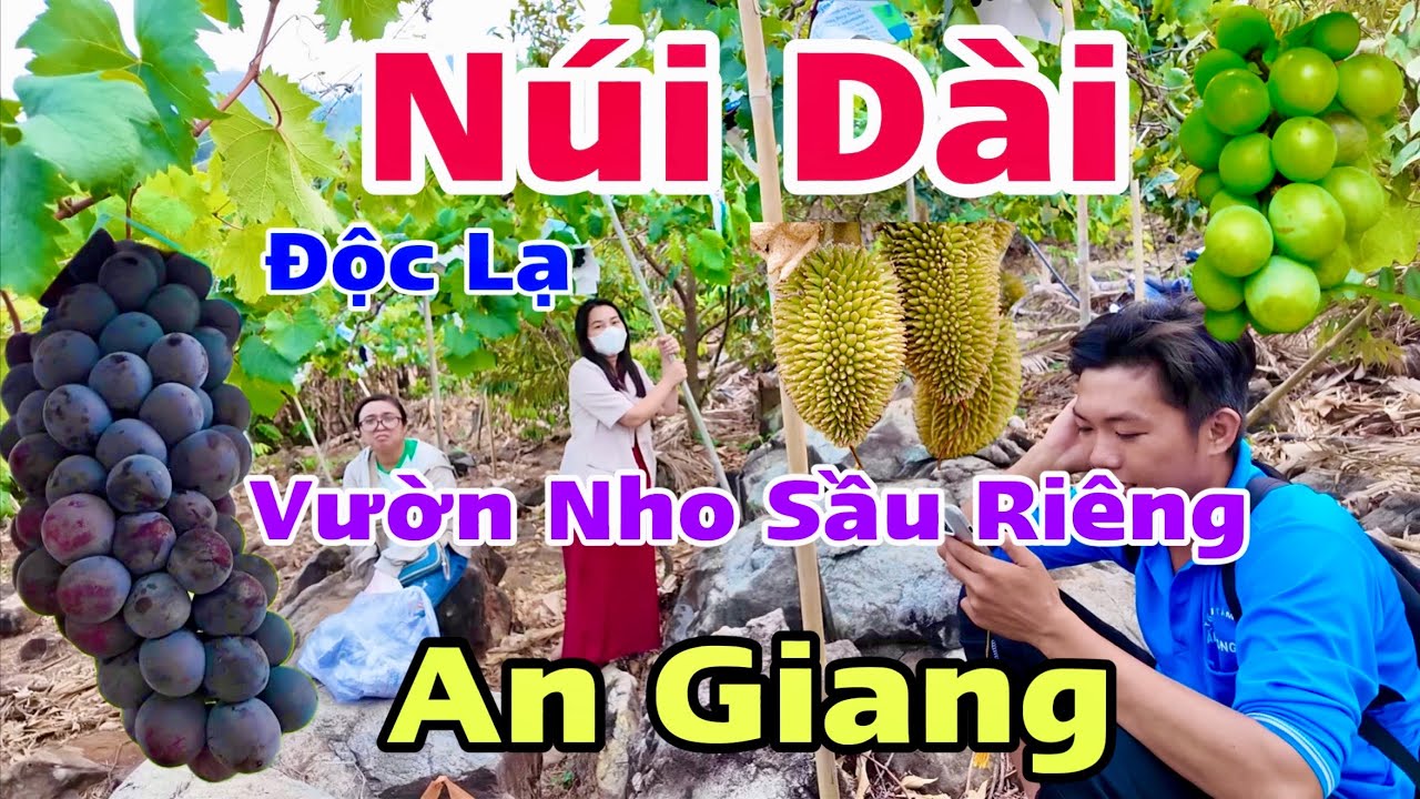 Núi Dài Tri Tôn An Giang Độc Lạ Với Vườn Nho Đen  Trĩu Quả Và Sầu Riêng Trên Đỉnh | Khương Nhựt Minh