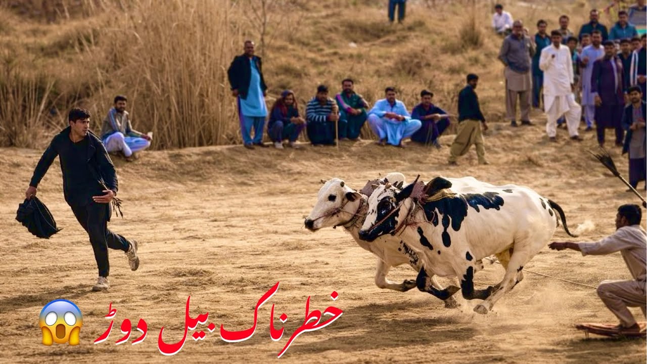 Bull Racing Festival at Syed Kasran, Pakistan |  Traditional Bull Run Mela | Des Pardes