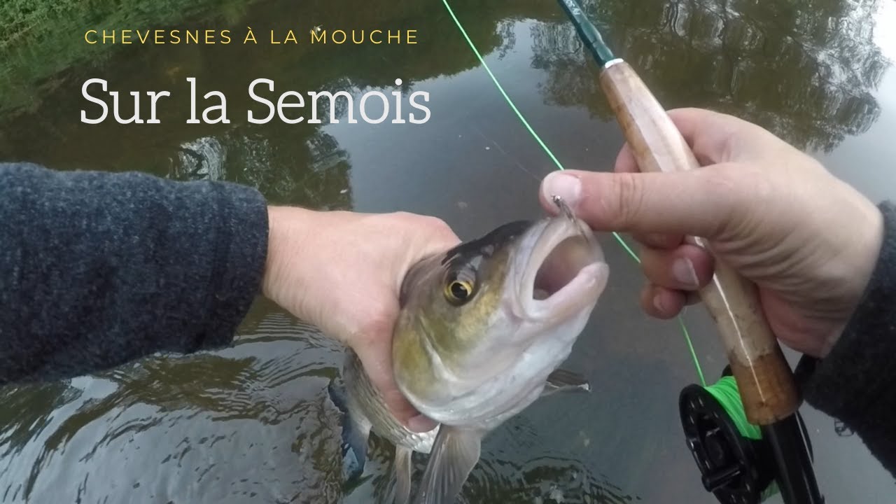 Chevesnes à la mouche en Semois