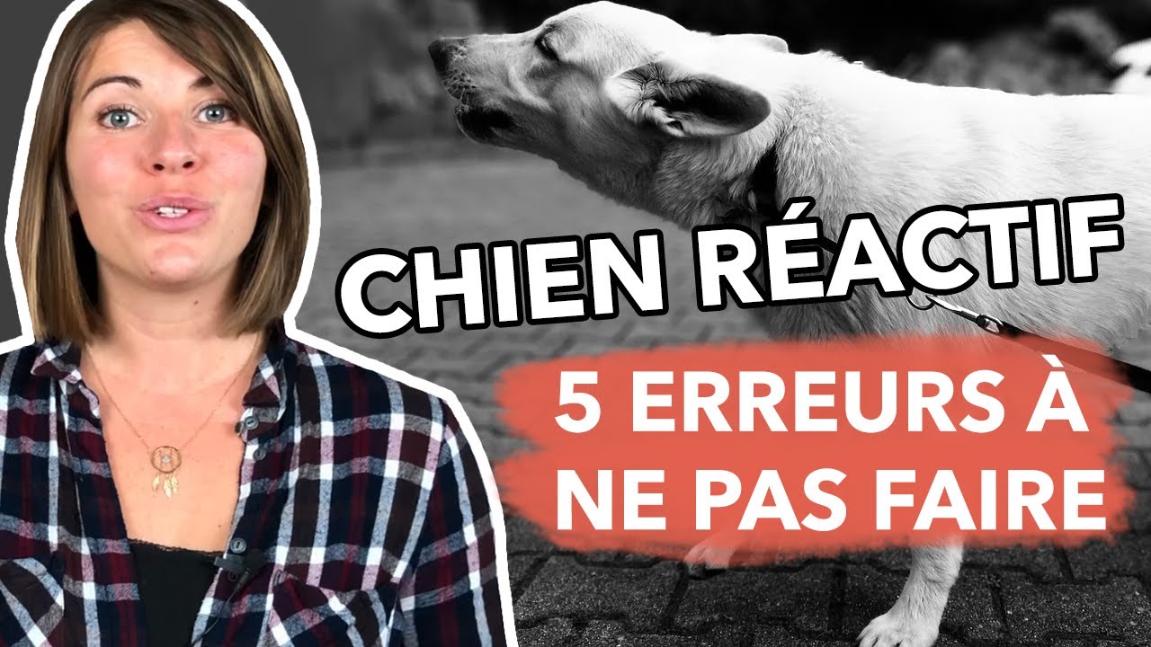 CHIEN REACTIF : LES 5 ERREURS À ÉVITER