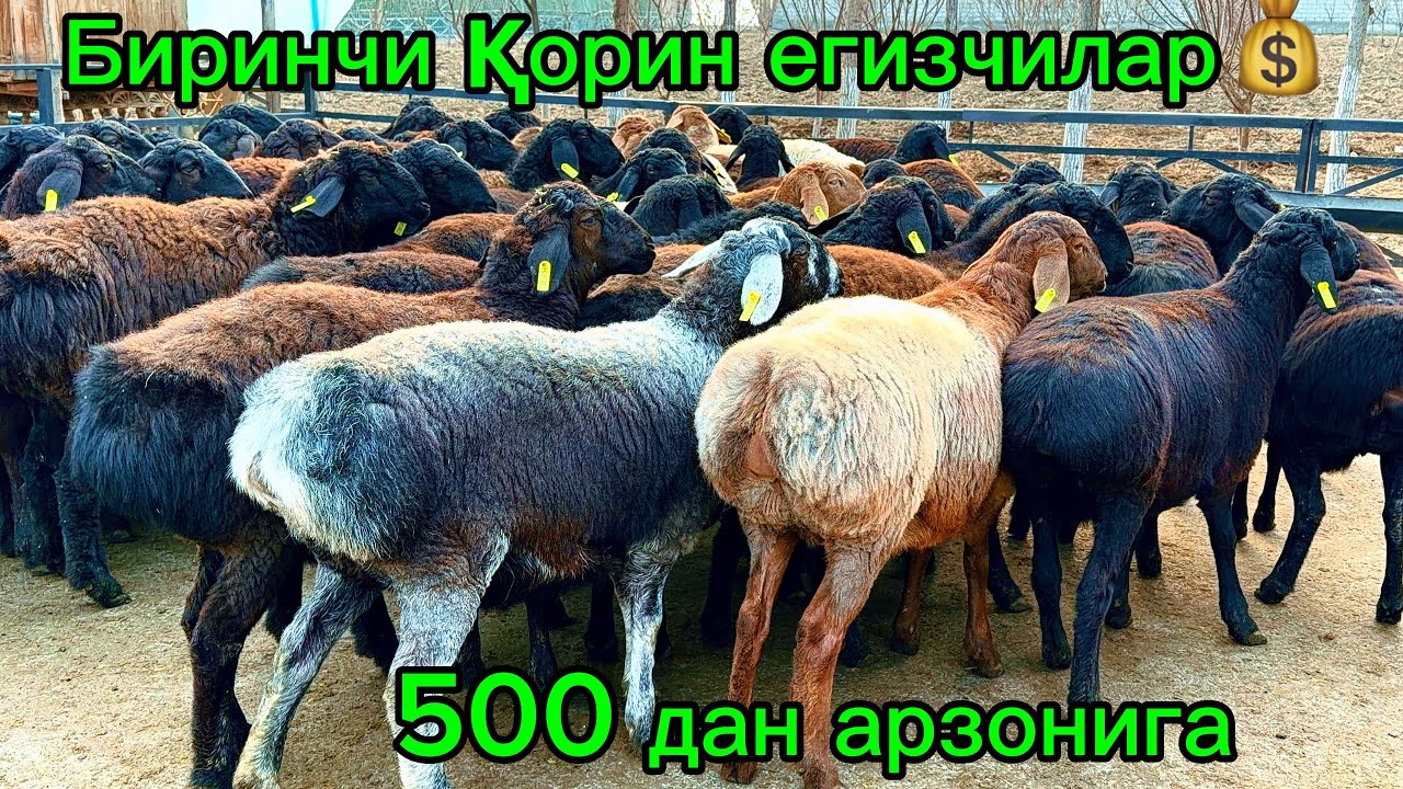 250 дона Тожикистон хисори бўғоз қўйлар 💰🇰🇬қирғизистон егизчилари