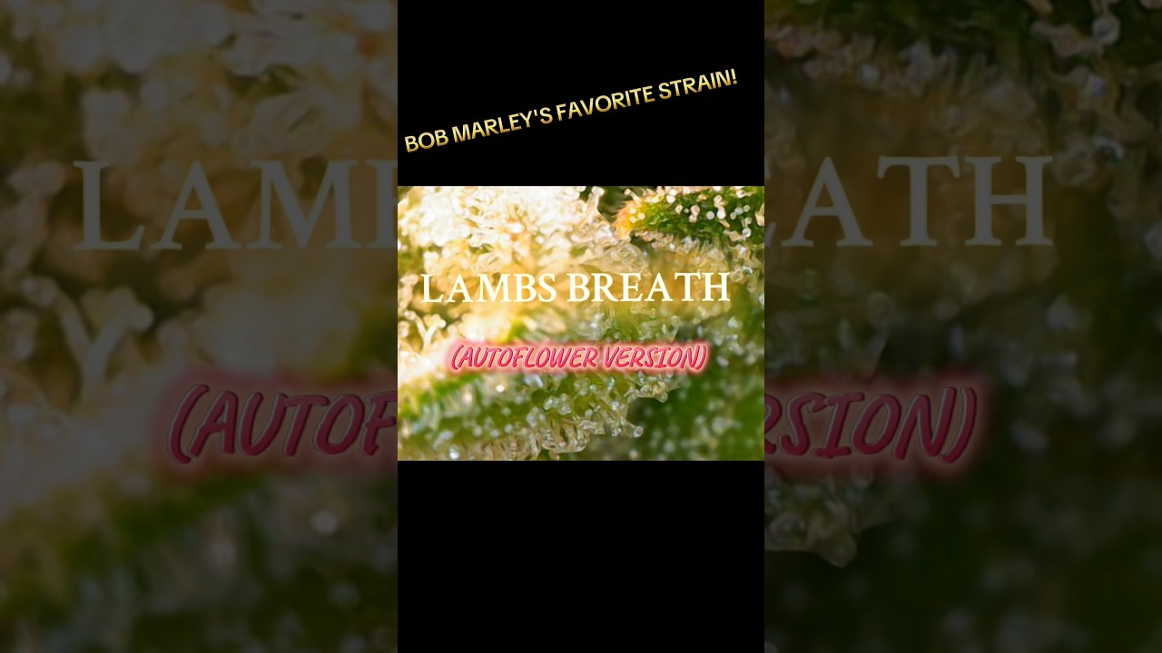 LAMBS BREATH AUTOFLOWER #MicroView #grow #organically