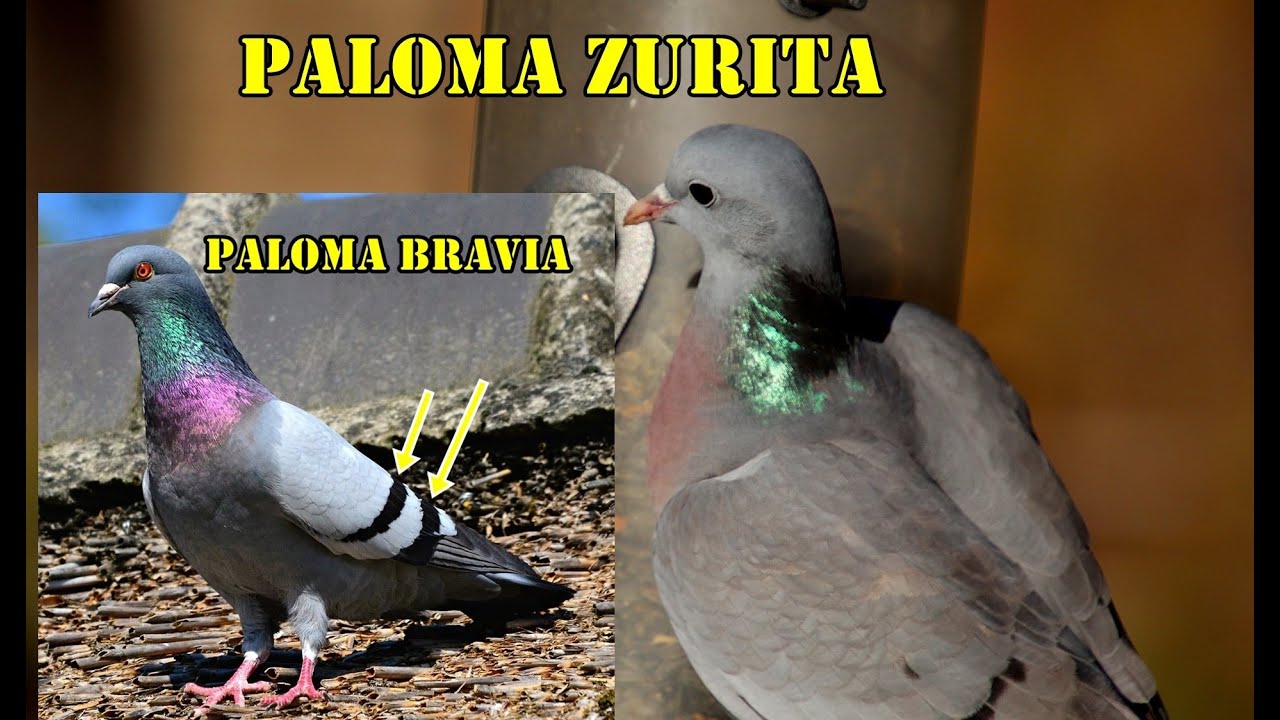 Las palomas. Características y curiosidades.
