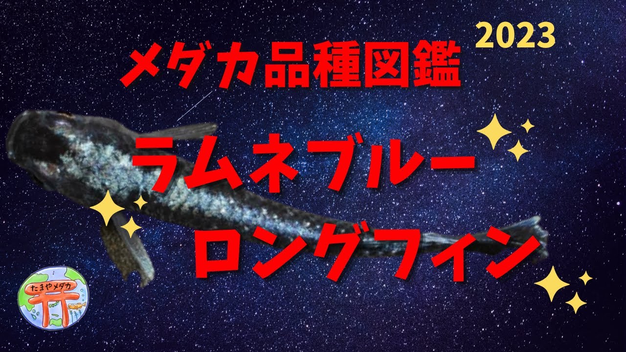 メダカ品種図鑑「ラムネブルーロングフィン」