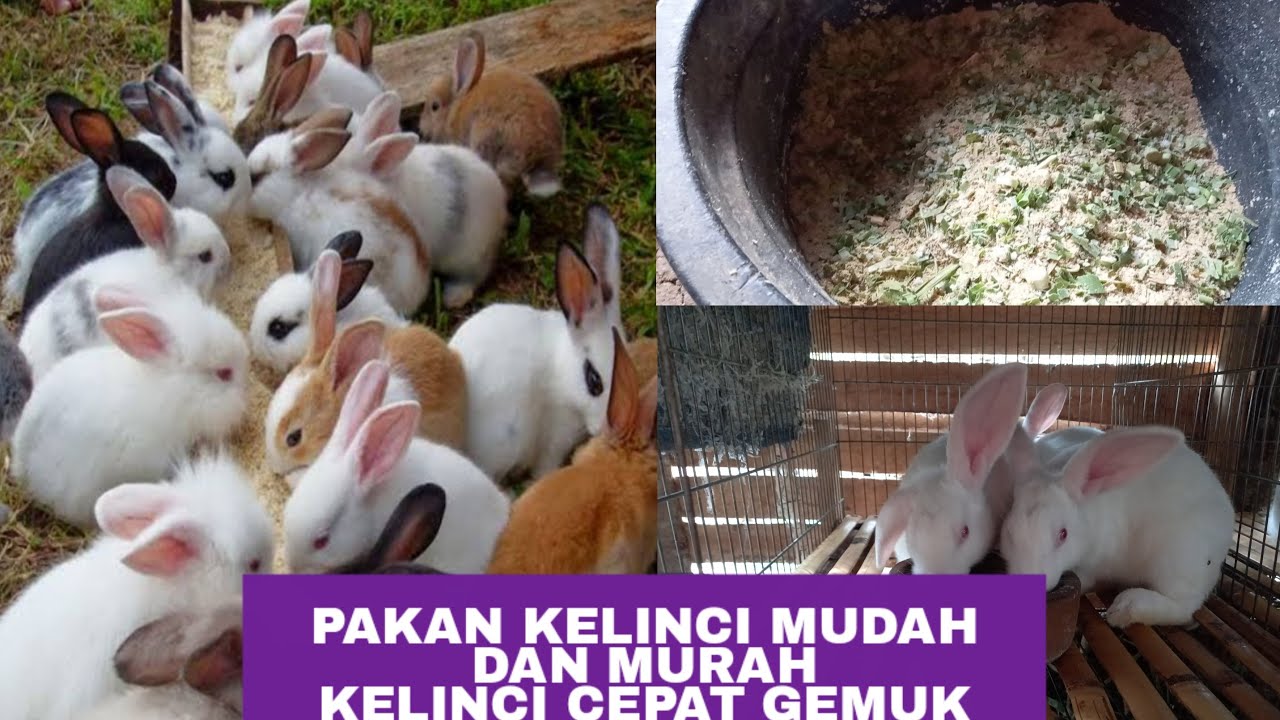 Cara membuat pakan kelinci dari dedak/bekatul - pakan murah tanpa pelet, kelinci cepat gemuk