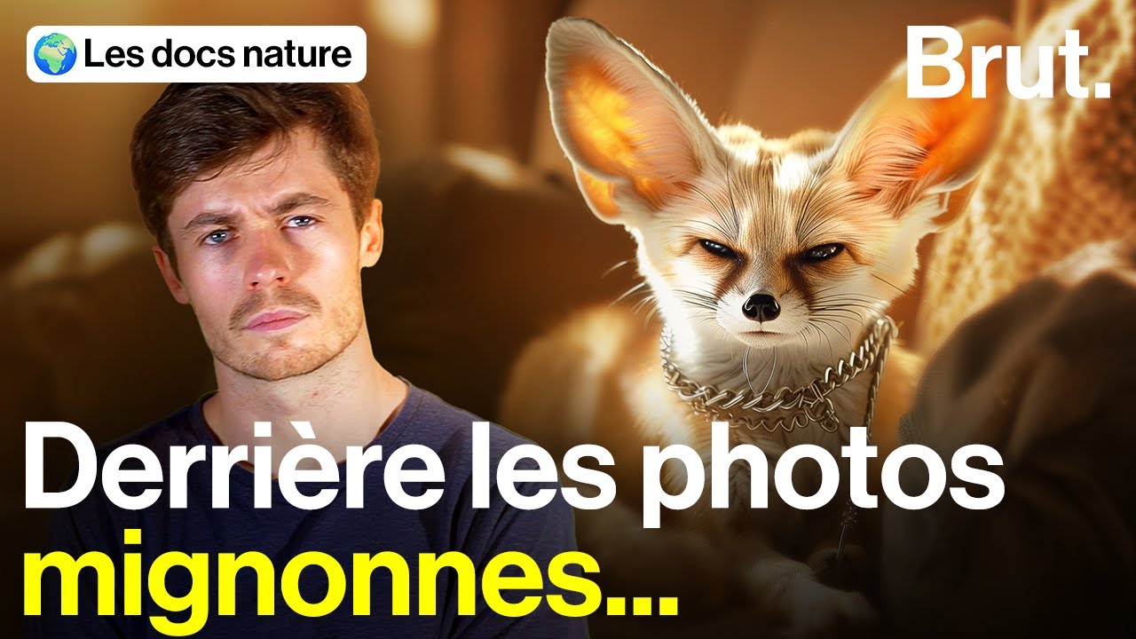 Pourquoi les fennecs 