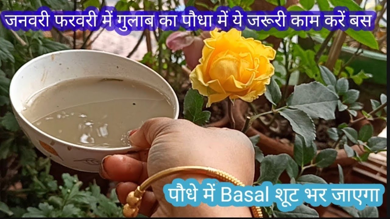🔴जनवरी फरवरी में गुलाब पौधा में ये जरूरी काम करें पौधा में Basal शूट भर जाएगाGet maximum BASAL shoot