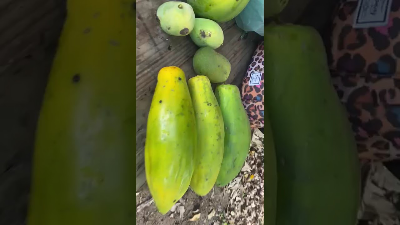 Dia muito divertido no nosso sítio ☺️😁