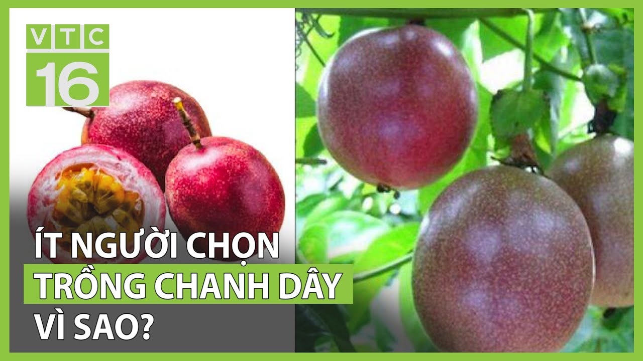 N&ocirc;ng d&acirc;n &iacute;t trồng chanh d&acirc;y d&ugrave; lợi nhuận cao | VTC16