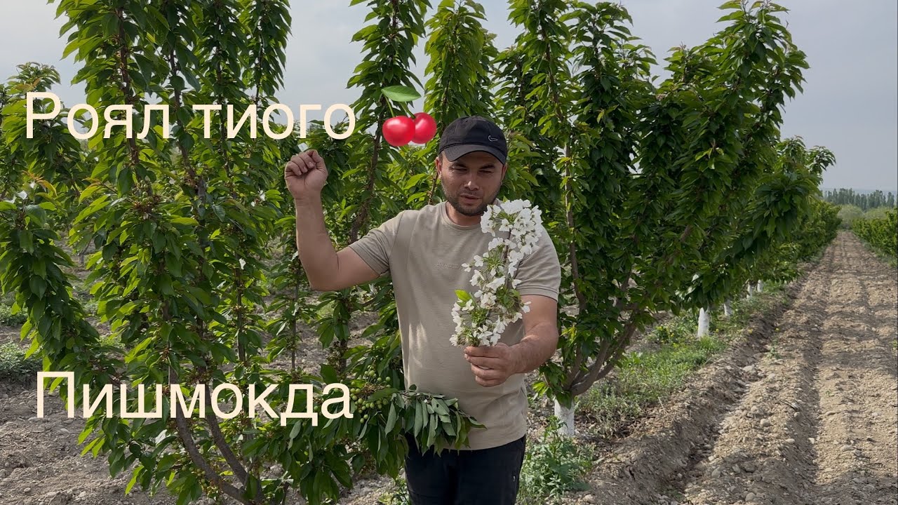 Нег ертаки Гилос навларидан бири Роял тиого 998903680119