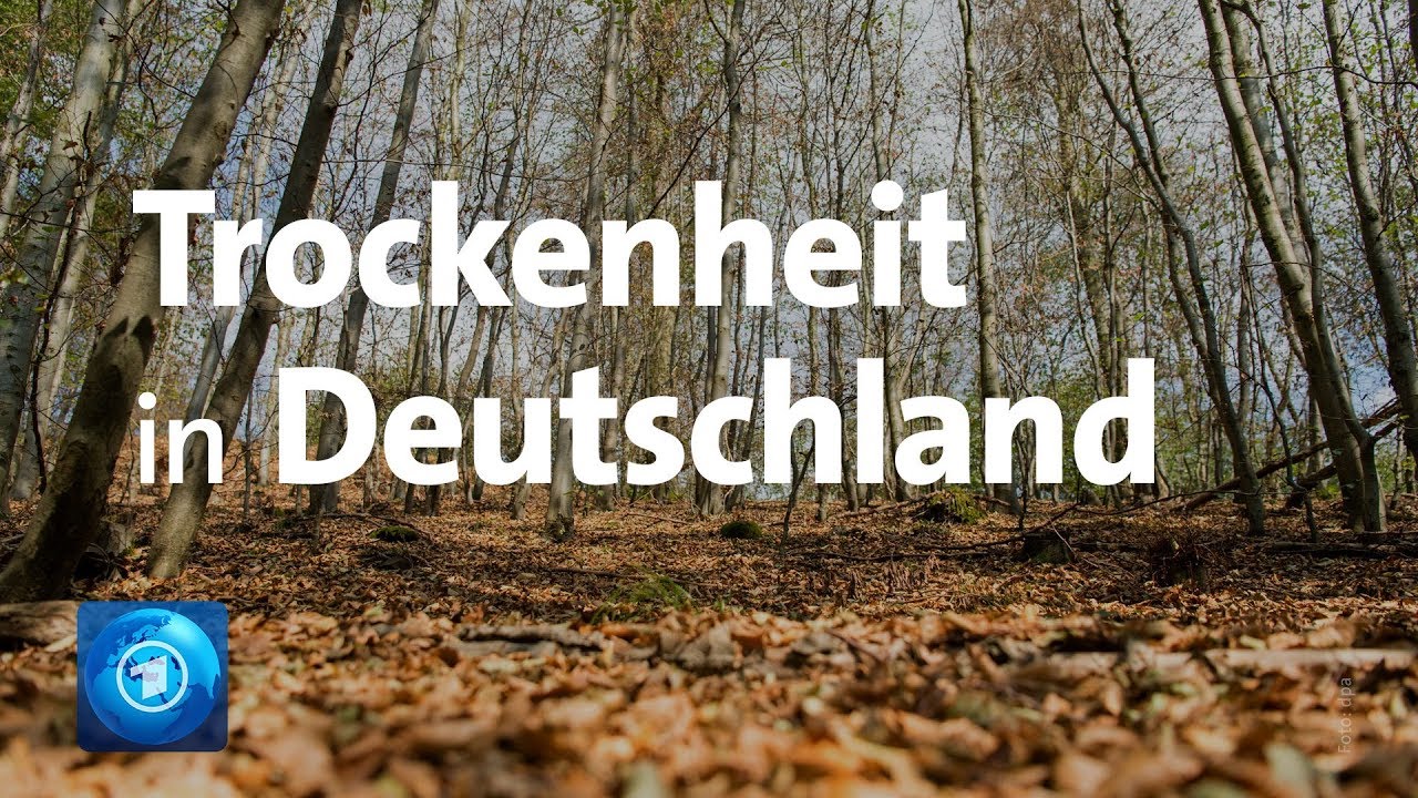 Die Folgen der Trockenheit f&uuml;r Winzer und Waldbauern