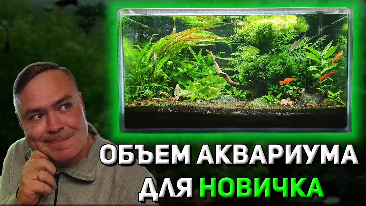 Объем аквариума для новичка. Частая ошибка выбора