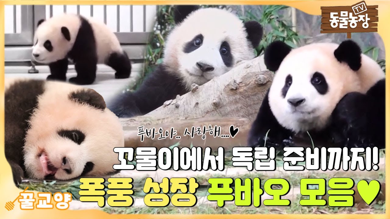 [꿀교양/SUB] 💕푸바오 최종 모음💕 꼬물이 시절부터  불꽃주먹 날리게 된 폭풍 성장 푸바오의 근황까지!  #TV동물농장 #AnimalFarm #SBSstory