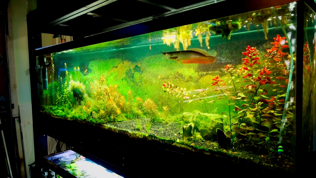Fish Room Tour ! L.R. Bretz's Aquatics !