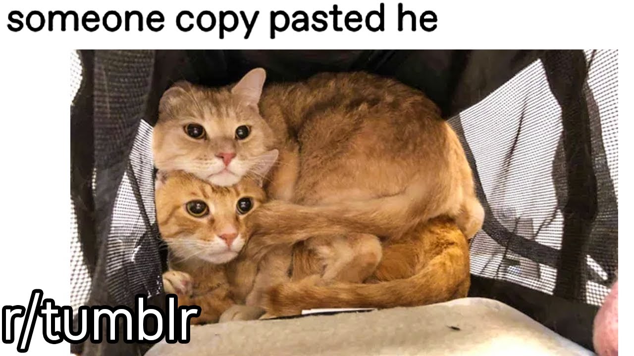 r/tumblr | Copy and Paste cat..