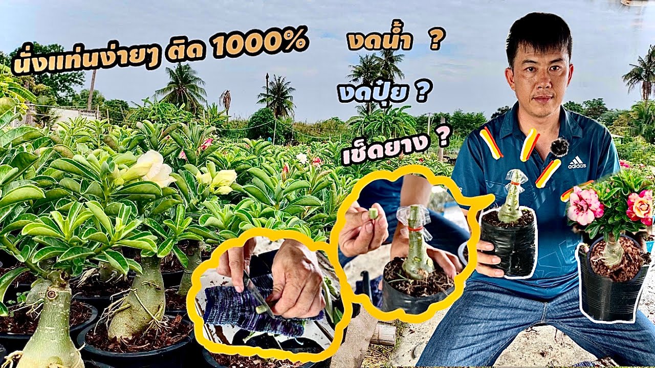 แนะนำการนั่งแท่นชวนชมง่ายๆแต่ติด 1000%