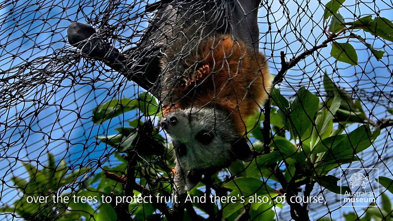 Grey-headed Flying Foxes in peril
