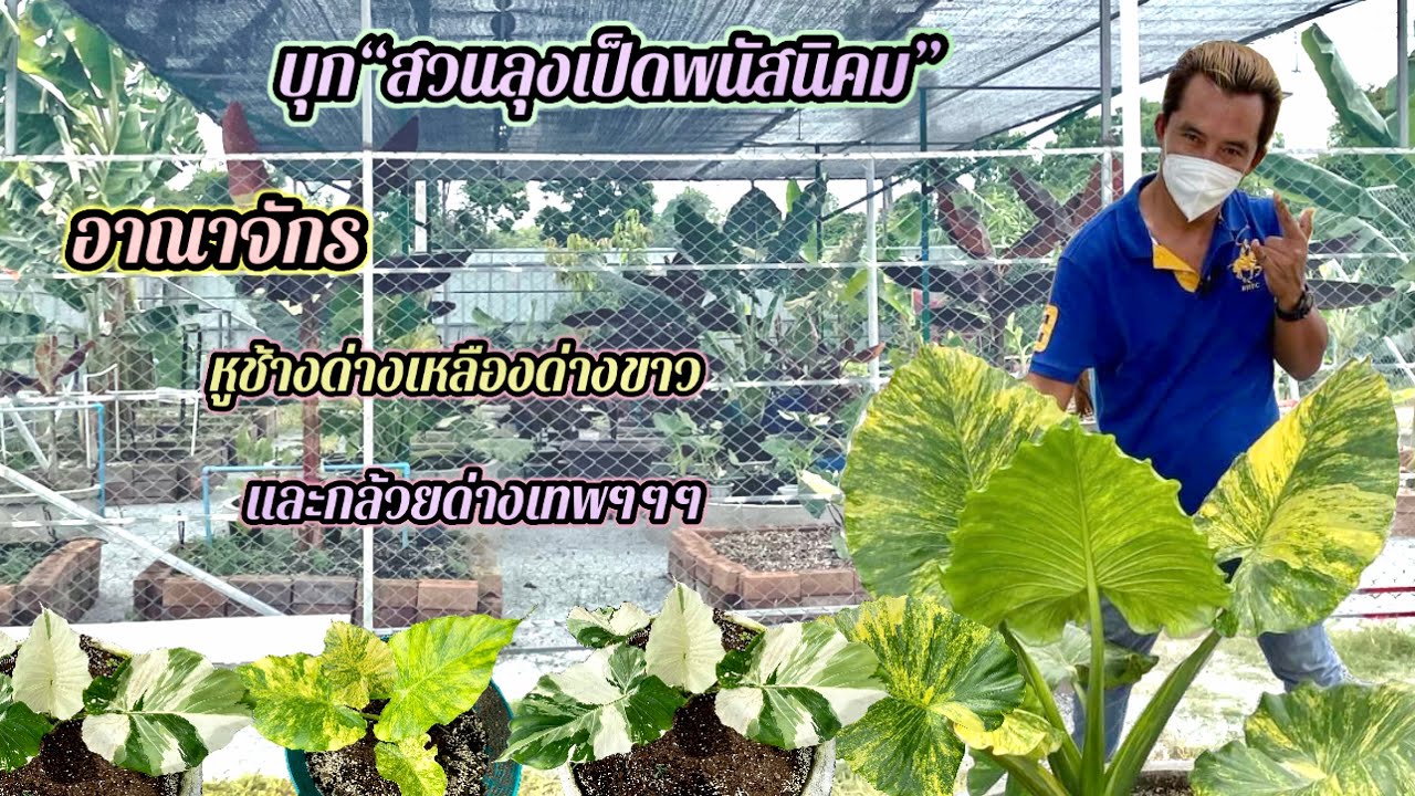 วิธีการเลี้ยง และเทคนิคต่างๆในการดูแลบอนหูช้างด่างเหลืองและด่างขาวของสวนลุงเป็ดพนัสนิคม ชลบุรี