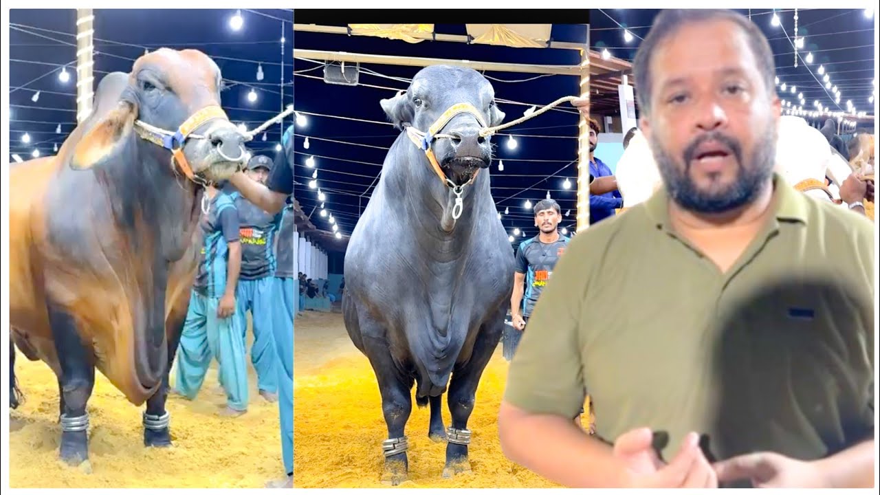 Biggest | Ek Aur Bada Bail At JDC | Qurbani baraye Mustahkeen