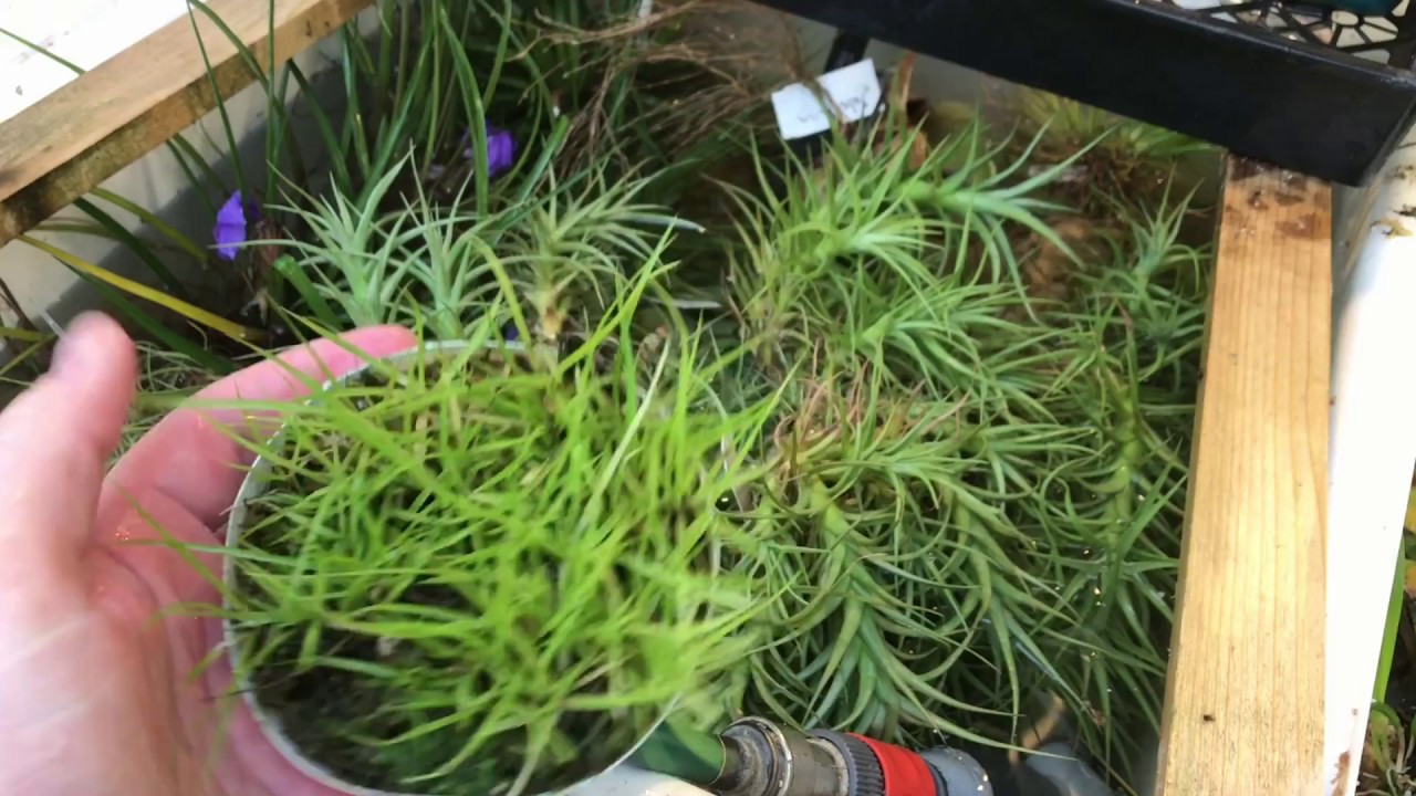 ОБНОВЛЕНИЕ AIR PLANT: ПОЛИВ, УДОБРЕНИЕ И ОБРЕЗКА ОТЦВЕТАЮЩИХ КОЛОСОВ ТИЛЛАНДСИИ