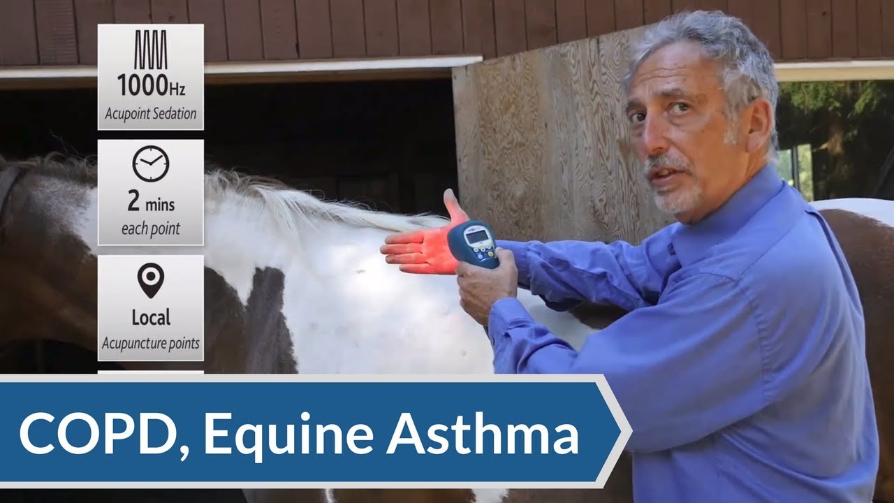 Equine Laser Therapy Protocol: Acupuncture Points for COPD