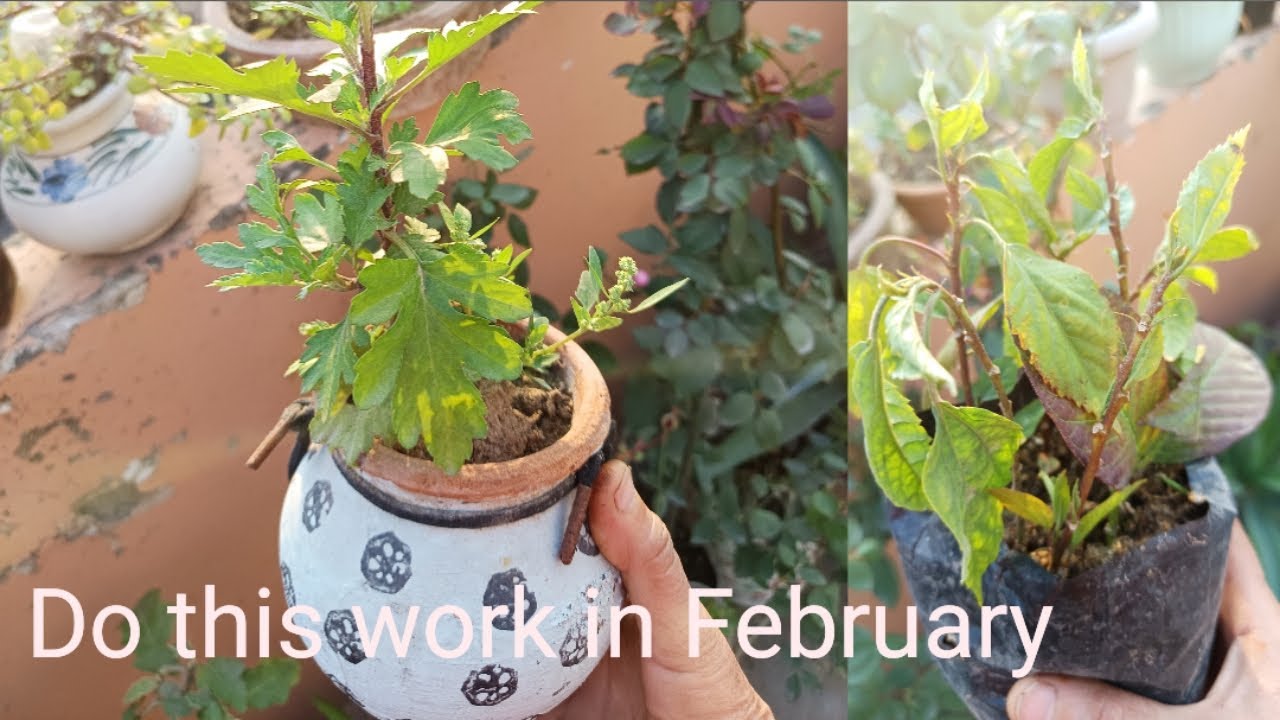 February me kijiye kuch jaruri kaam #वायरलवीडियो 