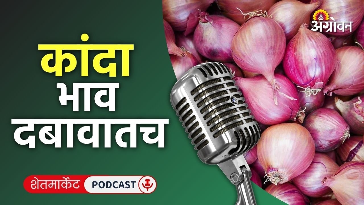 Cotton, Soybean Rate: सोयाबीन बाजार, कापूस दर, कारली भाव, खरबूज रेट | Agrowon