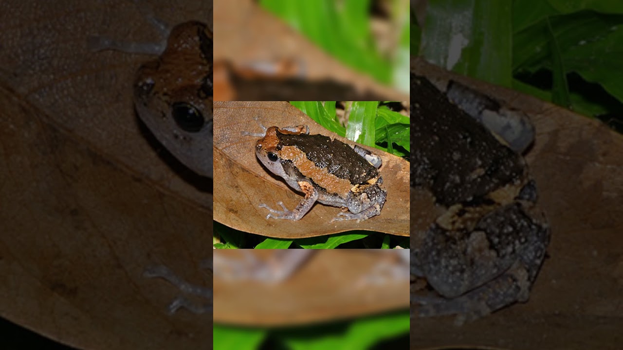 Meet the banded bullfrog! #amphibians #plants #reptiles my voice gave out so I had to use anAI voice