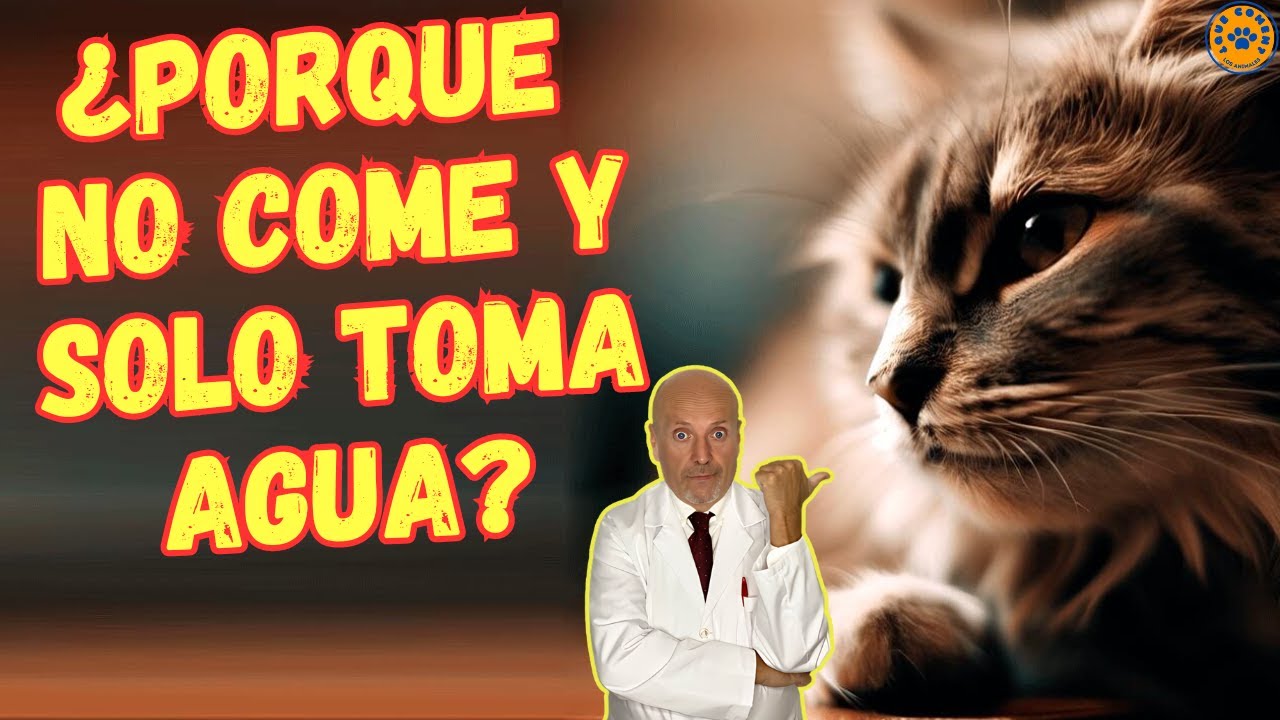 🆘 &iquest;PORQUE MI GATO NO COME Y SOLO TOMA AGUA? 🆘
