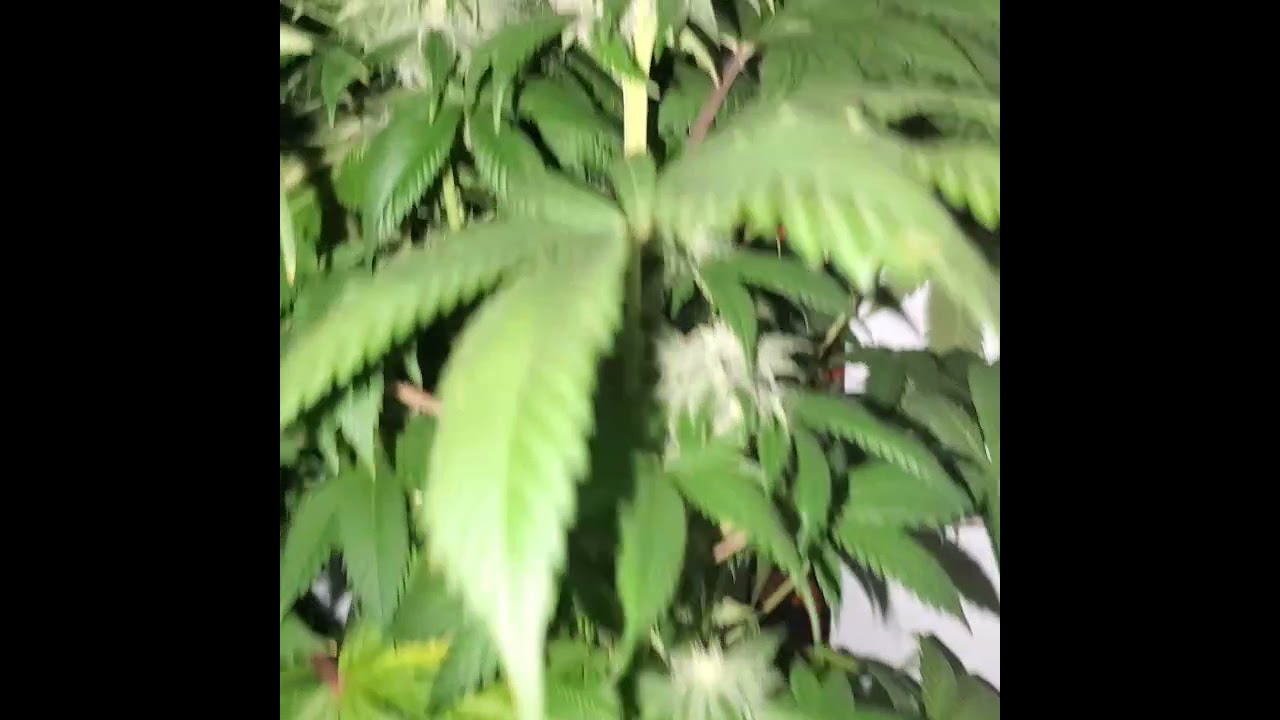 🔥 Indoor Cbd Strain Purple Alien 👾