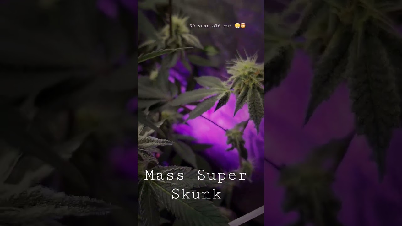 Mass Super Skunk Genetics‼️ 🦨#viralvideo #skunk #notillgardening #organic #indoorgarning