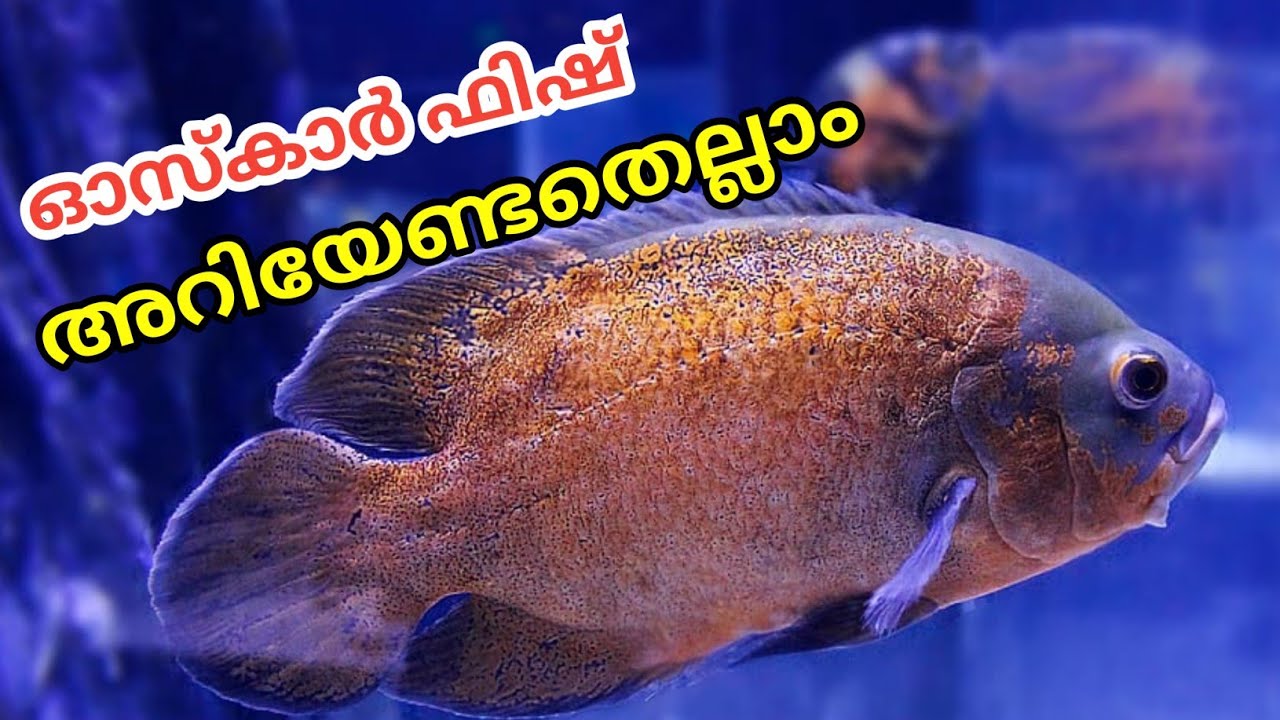 Oscar Fish keeping malayalam | oscar fish tank | oscar fish food |oscar fish caring | VjS Media