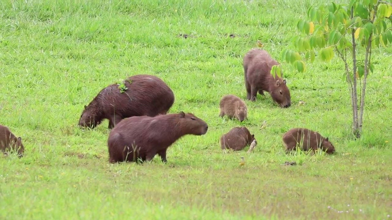 Capivaras pastando