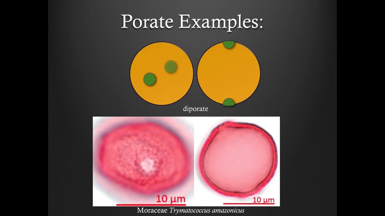 Pollen Morphology Training - Part 3: Morphological Types