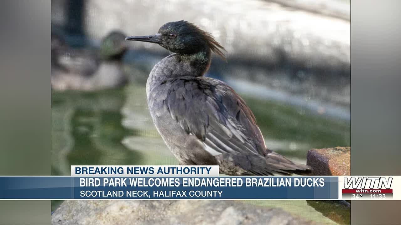 Sylvan Heights Bird Park welcomes endangered Brazilian ducks