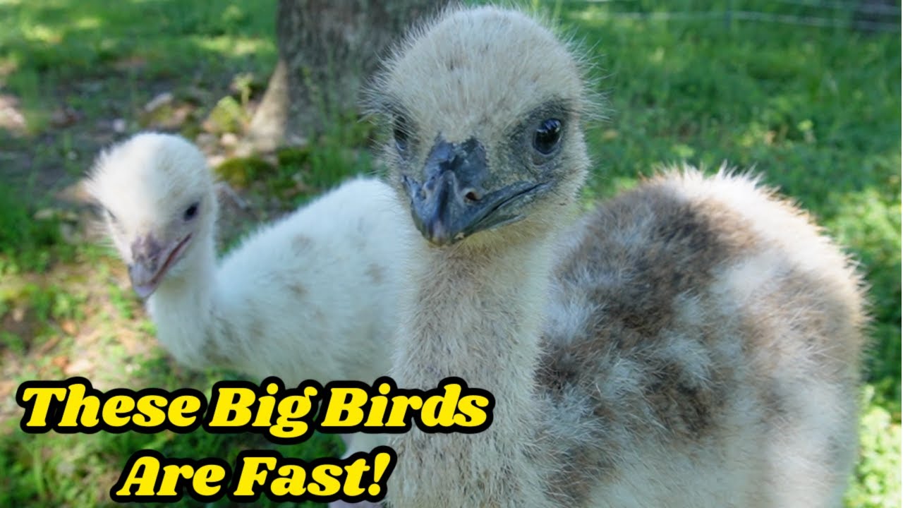 Baby Emu's First Time Playing Outside - Begging A Giant Livestock Guardian Dog To Eat!