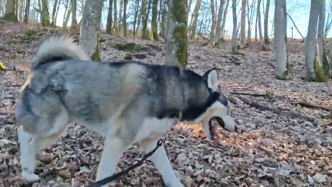 On vous emmène en ballade avec ce magnifique soleil 🌞🐺