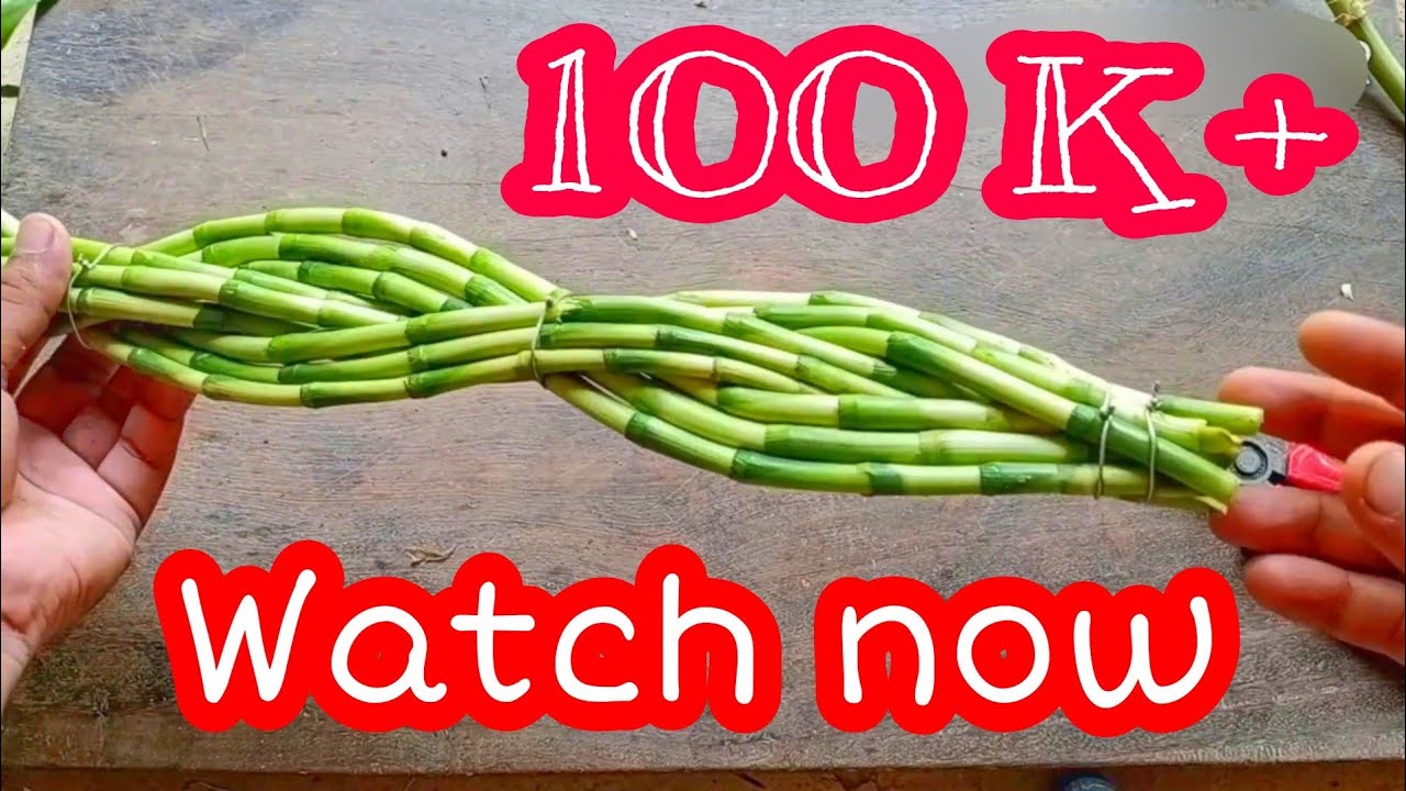 New Lucky Bamboo Decoration Idea | How to Shape Lucky Bamboo | Lucky Bamboo Plant | Simple Crafts