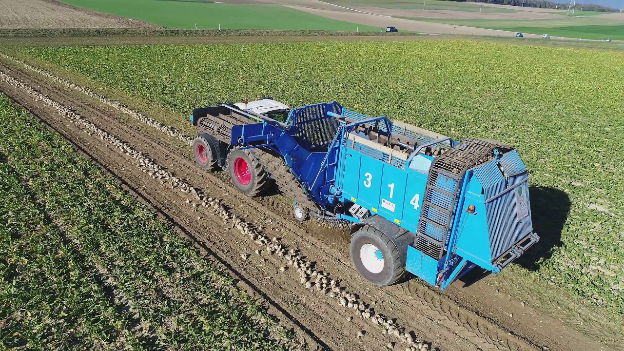 Arrachage et transport de bétteraves