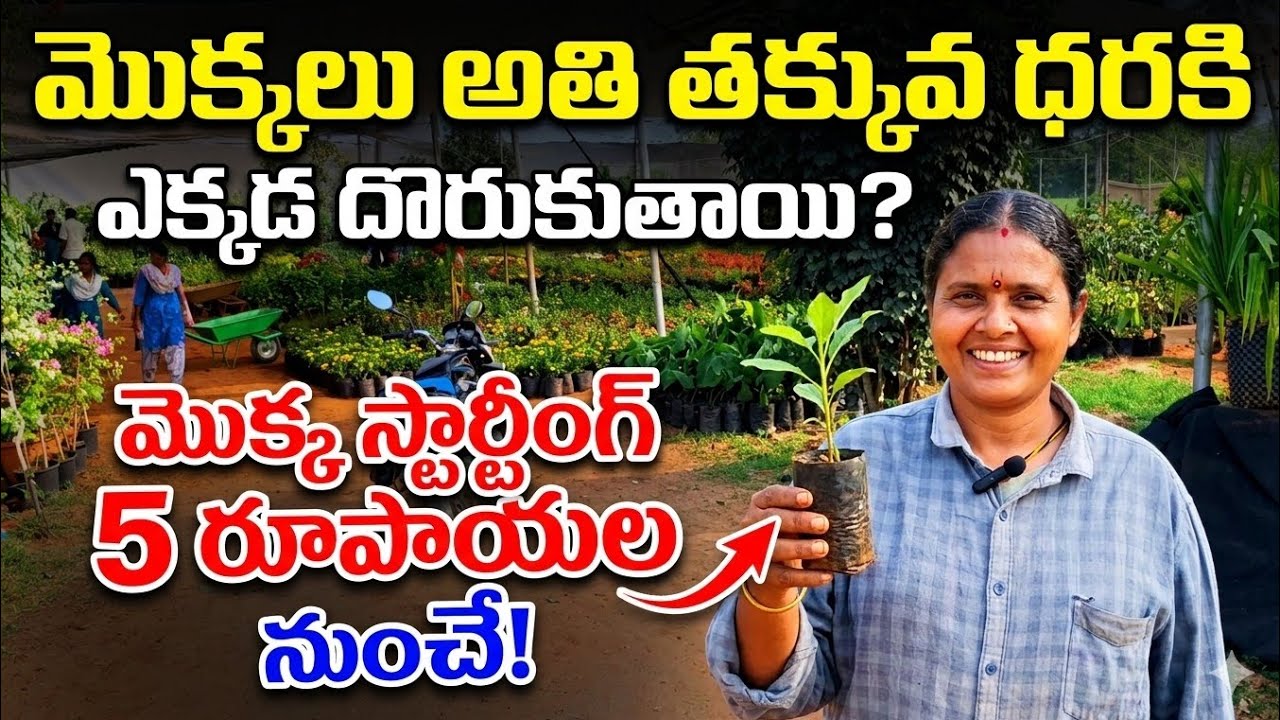 మొక్కలు అతి తక్కువ ధరలో  ఎక్కడ దొరుకుతాయి# మొక్క స్టార్టింగ్ 5 రూపాయల నుంచే 