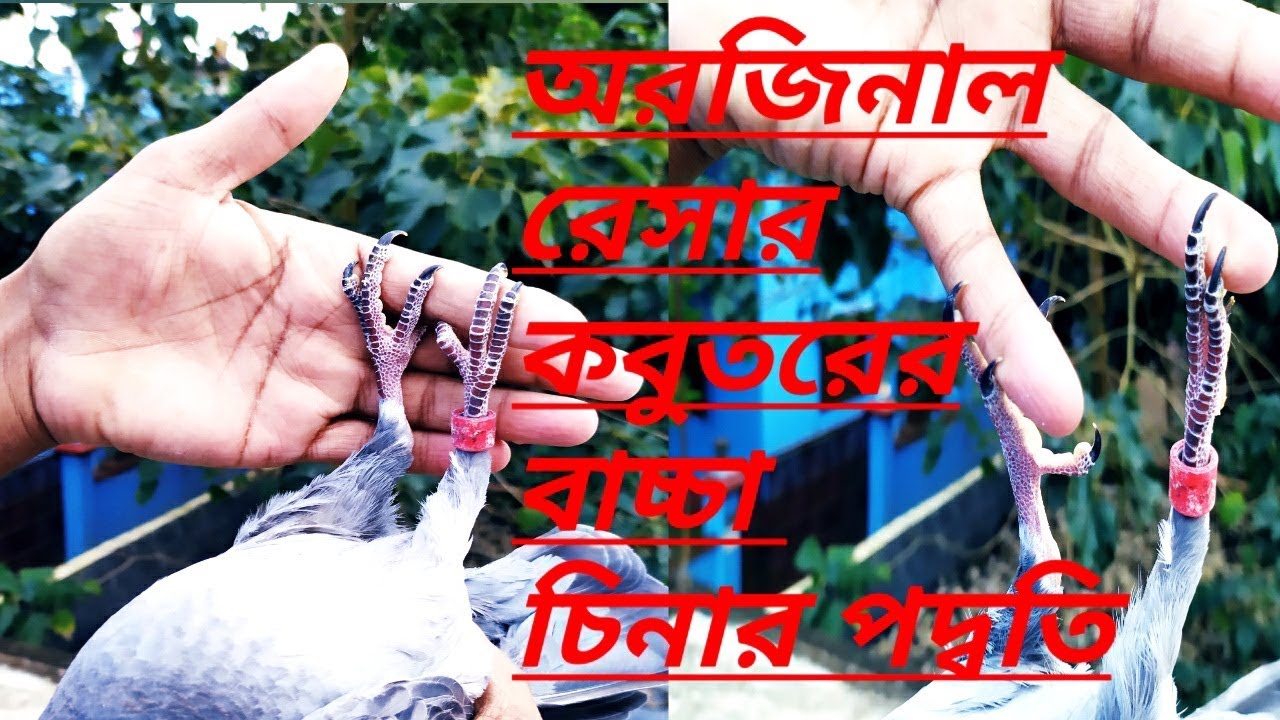 অরজিনাল রেসার কবুতরের  বাচ্চা চিনার পদ্বতি দেখেনিন।