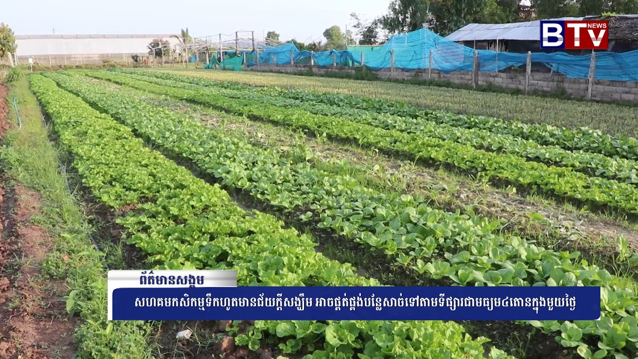 WATCH សហគមកសិកម្មទឹកហូតមានជ័យក្តីសង្ឃឹម អាចផ្គត់ផ្គង់បន្លែសាច់ទៅតាមទីផ្សារជាមធ្យម៤តោនក្នុងមួយថ្ងៃ