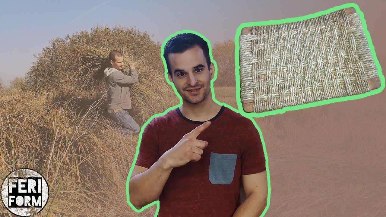 Éles levelű sás vágása és gyűjtése / Carex Acuta harvest /