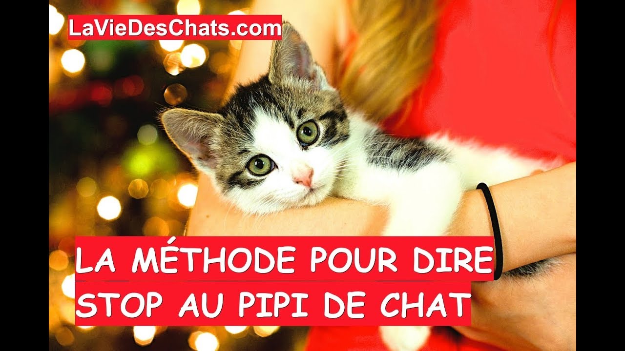 La méthode pour dire stop au pipi de chat 🐱 Méthode 4/4