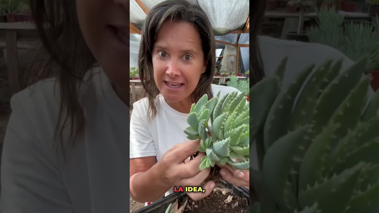 Cómo propagar un ALOE y no mueran en el intento